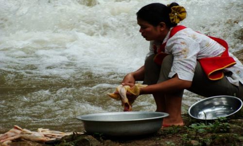 Zdjecie LAOS / - / okolice Luang Prabang / ciekawe zajcie