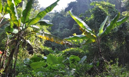 Zdjecie LAOS / pnocny Laos / okolice Louangphrabang / W dungli