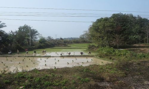 Zdjcie LAOS / Laos pnocny / trasa Vientiane - Vang Vieng / sadzenie ryu