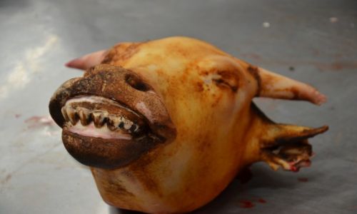 Zdjęcie LAOS / - / Pakse / Uśmiech zębiczny...