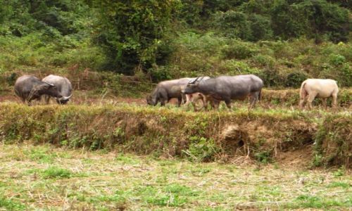 Zdjcie LAOS / Laos pnocny / wioska Ban Hat Sao / trekking do wodospadu Tad Mook