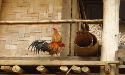 Zdjcie LAOS / Laos pnocny / wioska Ban Hat Sao / miejscowy budzik