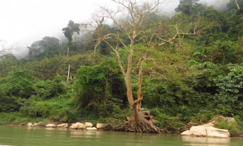 Zdjcie LAOS / Laos pnocny / okolice Nong Khiaw / las deszczowy nad Nam Ou