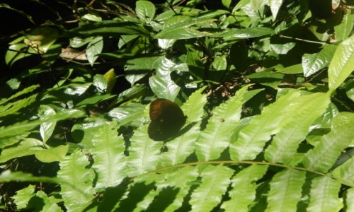 Zdjcie LAOS / Luang Prabang / Kuang si wodospad / MOTYL