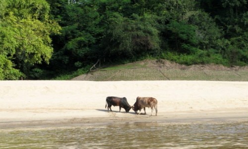LAOS / Luang Prabang / Luang Prabang / Mekong/Luang Prabang