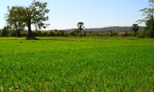 Zdjęcie LAOS / brak / Don Kong / Pola Si Pha Donu