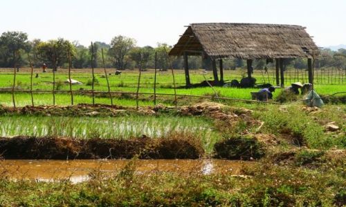 Zdjęcie LAOS / brak / Si Pha Don / Wioska na Don Kong2