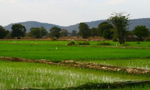 Zdjęcie LAOS / brak / Don Kong / Pola ryżowe3