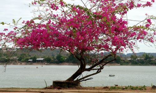 Zdjęcie LAOS / brak / Don Kong / Drzewo z widokiem na Mekong