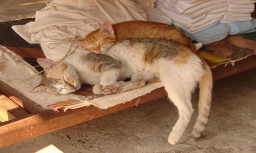 Zdjecie LAOS / brak / Luang Prabang / sodki sen 