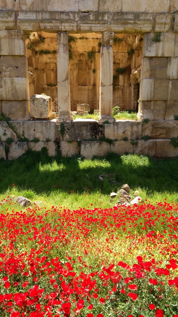 Zdjęcia: Hellenistyczne miasto, Baalbek, Wszędobylskie maki, LIBAN Zdjęcia: Hellenistyczne miasto, Baalbek, Wszędobylskie maki, LIBAN
