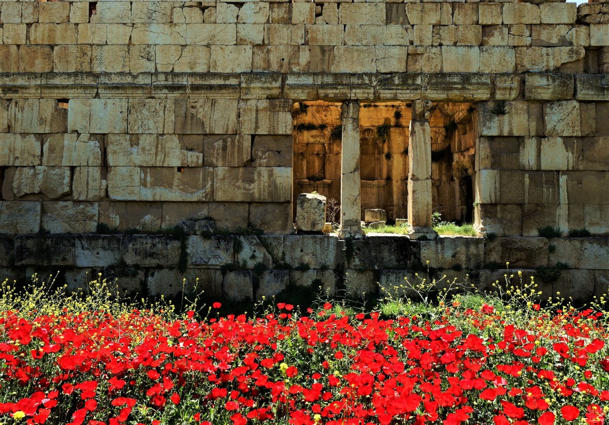 Zdjęcia: Baalbek, ruiny hellenistycznego miasta, Dolina Bekaa, Maki wśród ruin 2, LIBAN Zdjęcia: Baalbek, ruiny hellenistycznego miasta, Dolina Bekaa, Maki wśród ruin 2, LIBAN