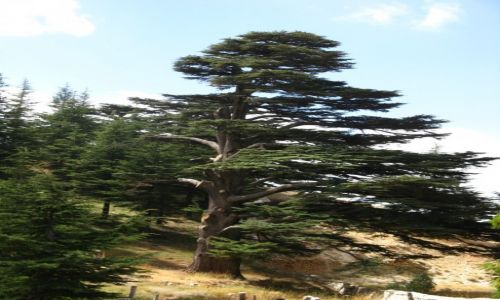 Zdjęcie LIBAN / - / okolice Bejrutu / Cedry libańskie 1