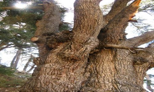 Zdjcie LIBAN / - / Becharre okolice / Cedry libaskie 2