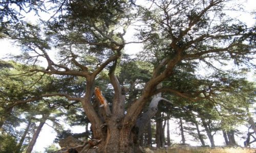 Zdjcie LIBAN / - / Becharre okolice / Cedry libaskie 3