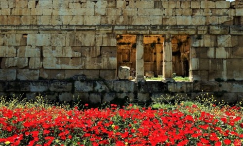 Zdjcie LIBAN / Dolina Bekaa / Baalbek, ruiny hellenistycznego miasta / Maki wrd ruin 2