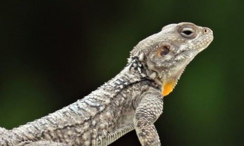 Zdjcie LIBAN / Kada Dubajl / Byblos / Agama