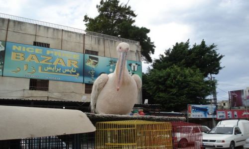 Zdjcie LIBAN / Poudniowy Liban / Tyr (Sur) / Obiad ?