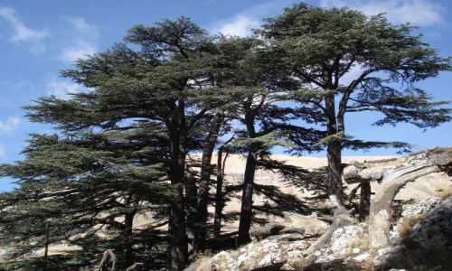 Zdjcie LIBAN / Pnocny Liban / okolice Bcharre / Rezerwat Cedrw