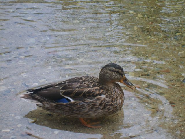 Zdjęcia: Pojezierze Auksztockie, Auksztota, kaczka, LITWA Zdjęcia: Pojezierze Auksztockie, Auksztota, kaczka, LITWA