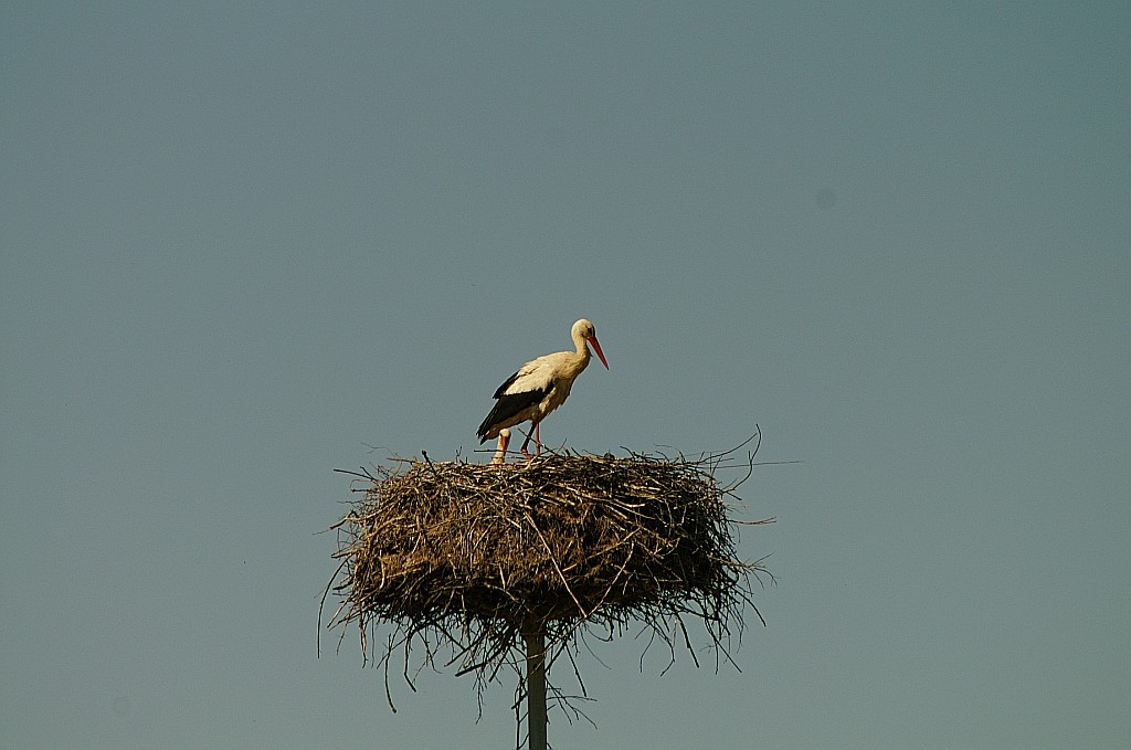 Zdjęcia: Wilno, WIlno, po drodze, LITWA Zdjęcia: Wilno, WIlno, po drodze, LITWA