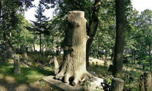 Zdjecie LITWA / -Wilno / Rossa / Drzewo 
