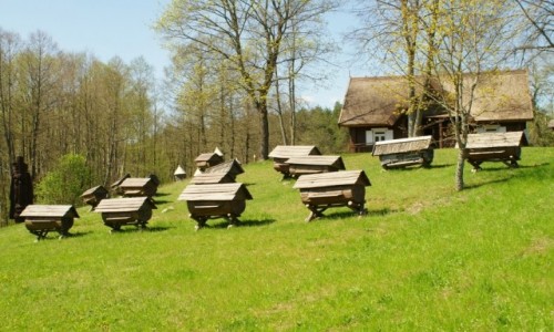 Zdjcie LITWA / Auksztocki Park Narodowy / Stripeikiai / Muzeum Pszczelarstwa