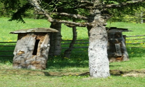 Zdjcie LITWA / okolice Kowna / Rumszyszki / skansen wsi litewskiej