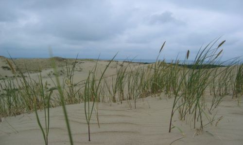 Zdjęcie LITWA / Mierzeja Kurońska / Neringa / Mierzeja Kurońska - wydmy
