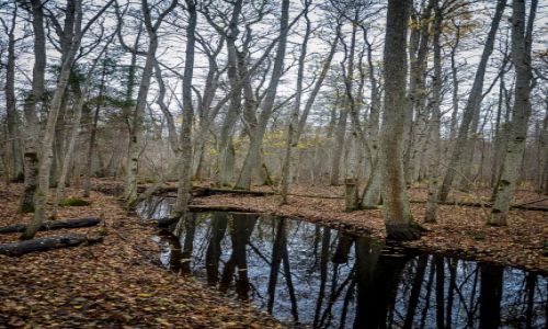 Zdjcie OTWA / Jūrmala  / Park Narodowy Kemri / Park Narodowy Kemri
