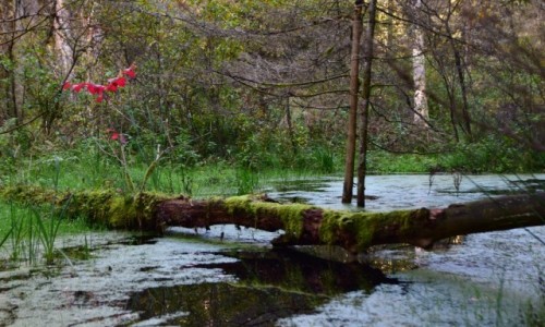 Zdjcie OTWA / Okrg Jurmala / Park Narodowy Kemeri / Bagno i czerwie