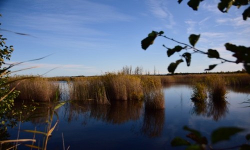 Zdjcie OTWA / Okrg Jurmala / Park Narodowy Kemeri / Przez olch