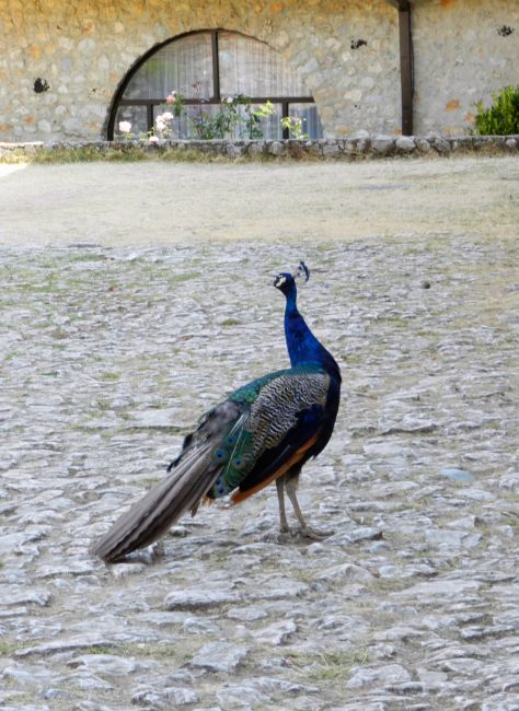 Zdjęcia: Ohrid, Struga, Paw przy klasztorze św. Nauma, MACEDONIA Zdjęcia: Ohrid, Struga, Paw przy klasztorze św. Nauma, MACEDONIA