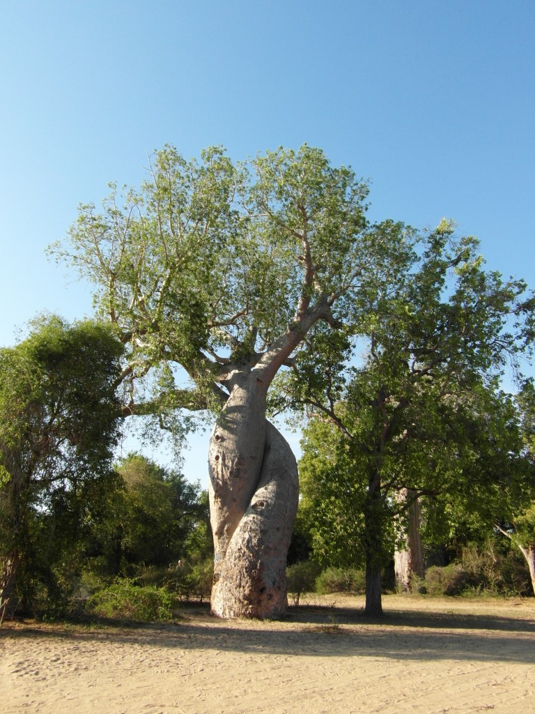 Zdjęcia: Morondava, we dwoje, MADAGASKAR Zdjęcia: Morondava, we dwoje, MADAGASKAR