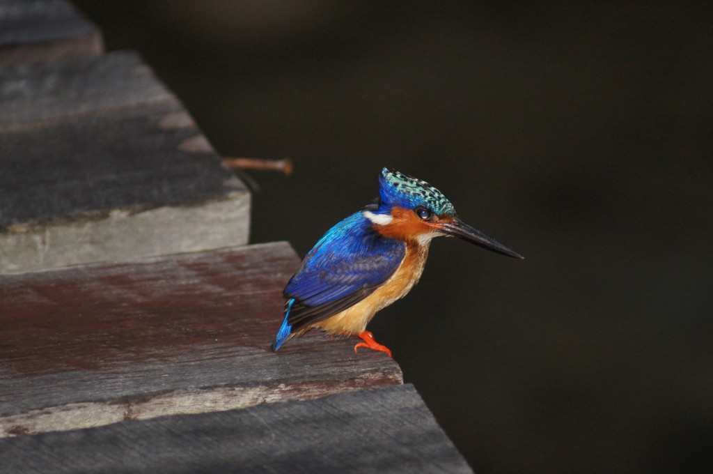 Zdjęcia: St.Marie, Malagasy Kingfisher - zimorodek, MADAGASKAR Zdjęcia: St.Marie, Malagasy Kingfisher - zimorodek, MADAGASKAR