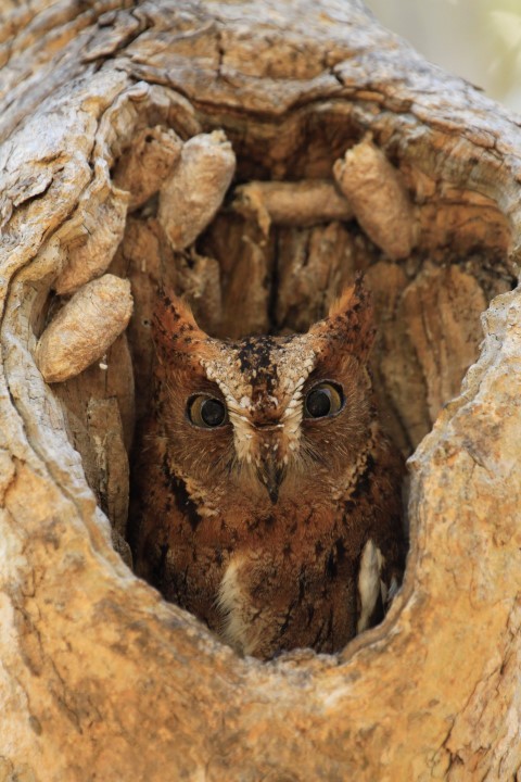 Zdjęcia: Park Forestiere De Kirindi, środkowo-południowy wschód, moja dziupla, MADAGASKAR Zdjęcia: Park Forestiere De Kirindi, środkowo-południowy wschód, moja dziupla, MADAGASKAR