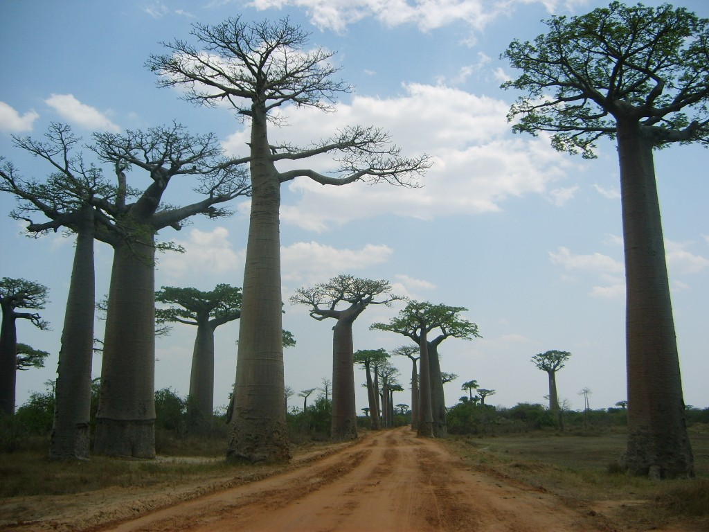 Zdjęcia: Madagaskar zachodni - Morondawa, Madagaskar, KONKURS "W drodze", MADAGASKAR Zdjęcia: Madagaskar zachodni - Morondawa, Madagaskar, KONKURS "W drodze", MADAGASKAR