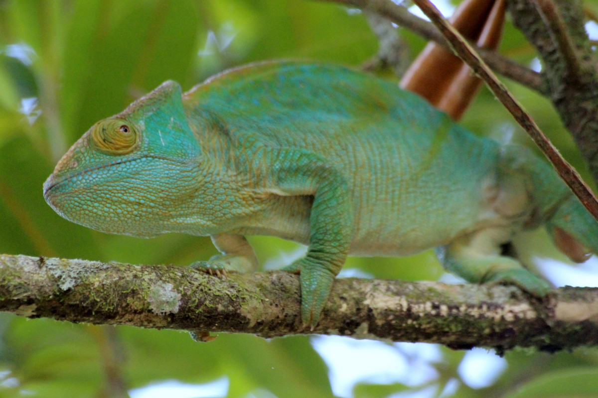 Zdjęcia: Ranomafana, Ranomafana, Czekając na szarańczę, MADAGASKAR Zdjęcia: Ranomafana, Ranomafana, Czekając na szarańczę, MADAGASKAR