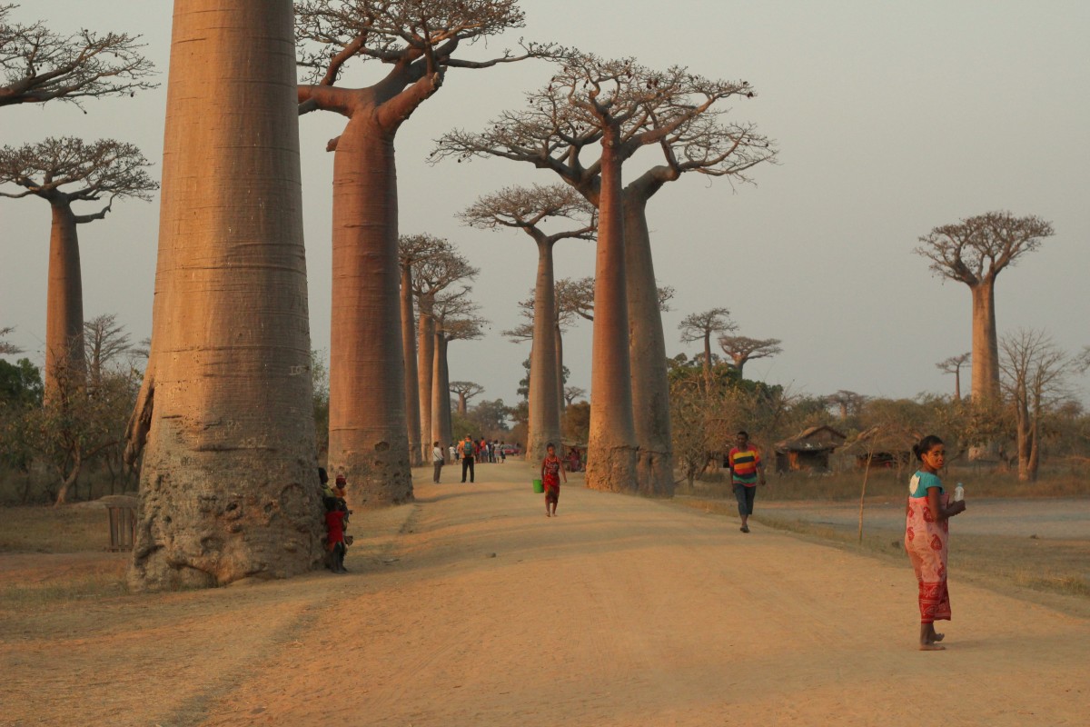 Zdjęcia: Morondawa, Morondawa, Droga na Ostrołękę... Madagaskarską, MADAGASKAR Zdjęcia: Morondawa, Morondawa, Droga na Ostrołękę... Madagaskarską, MADAGASKAR