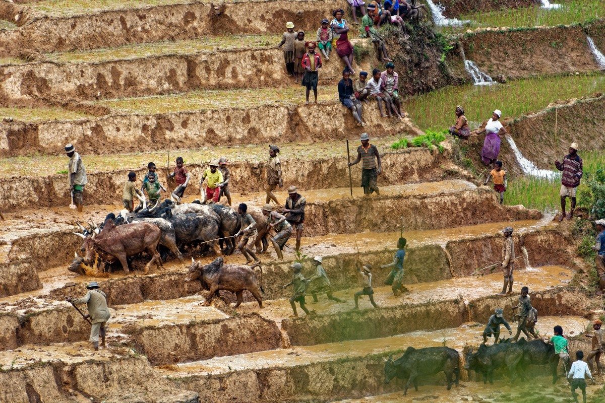 Zdjęcia: Ranomafana, Ranomafana, Na polu ryżowym, MADAGASKAR Zdjęcia: Ranomafana, Ranomafana, Na polu ryżowym, MADAGASKAR