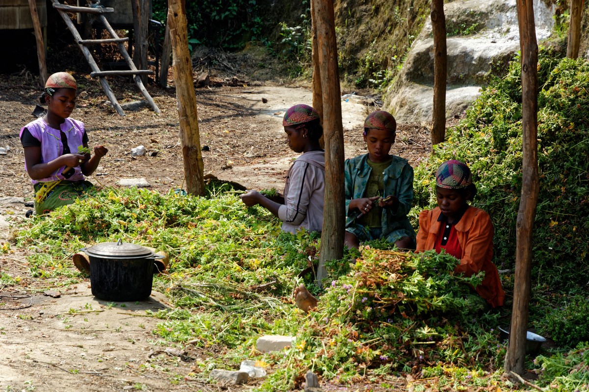 Zdjęcia: okolice Fianarantsoa, Fianarantsoa, Przygotowanie do produkcji perfum, MADAGASKAR Zdjęcia: okolice Fianarantsoa, Fianarantsoa, Przygotowanie do produkcji perfum, MADAGASKAR