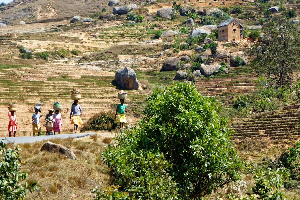 Zdjęcia: okolice Fianarantsoa, Fianarantsoa, "na głowie", MADAGASKAR Zdjęcia: okolice Fianarantsoa, Fianarantsoa, "na głowie", MADAGASKAR