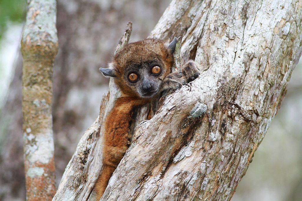 Zdjęcia: Zombiste National Park, Lepilemur, MADAGASKAR Zdjęcia: Zombiste National Park, Lepilemur, MADAGASKAR