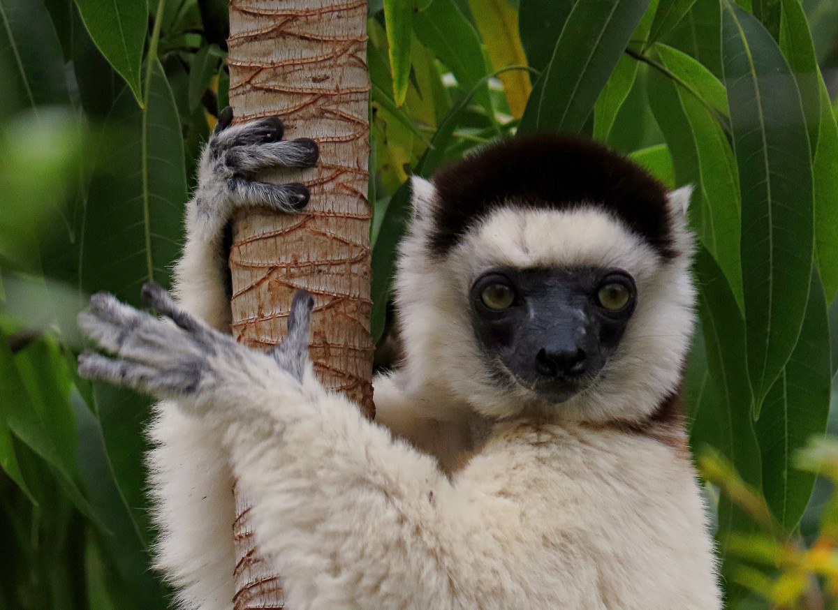 Zdjęcia: Park Narodowy Isalo, Sifaka biała, MADAGASKAR Zdjęcia: Park Narodowy Isalo, Sifaka biała, MADAGASKAR