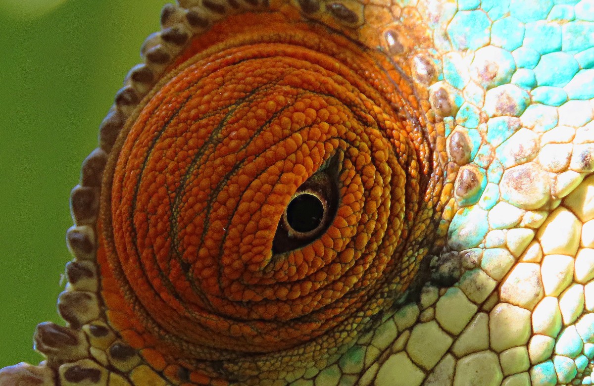 Zdjęcia: Park Narodowy Ranomofana, Kameleon, MADAGASKAR Zdjęcia: Park Narodowy Ranomofana, Kameleon, MADAGASKAR
