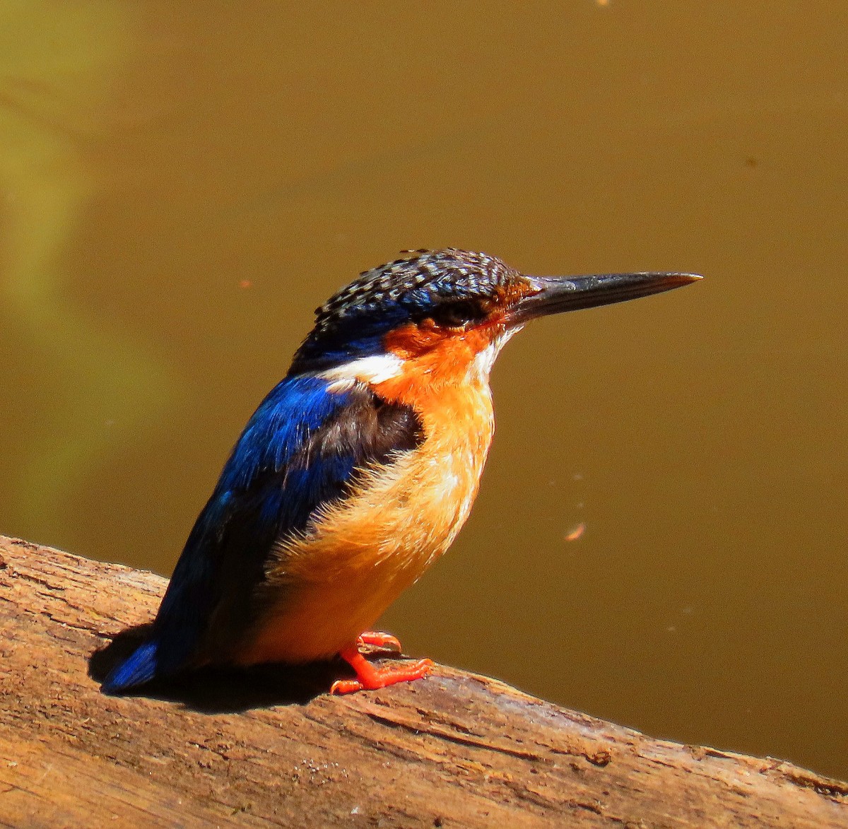Zdjęcia: Park Narodowy Ranomofana, Zimorodek czarnodzioby, MADAGASKAR Zdjęcia: Park Narodowy Ranomofana, Zimorodek czarnodzioby, MADAGASKAR