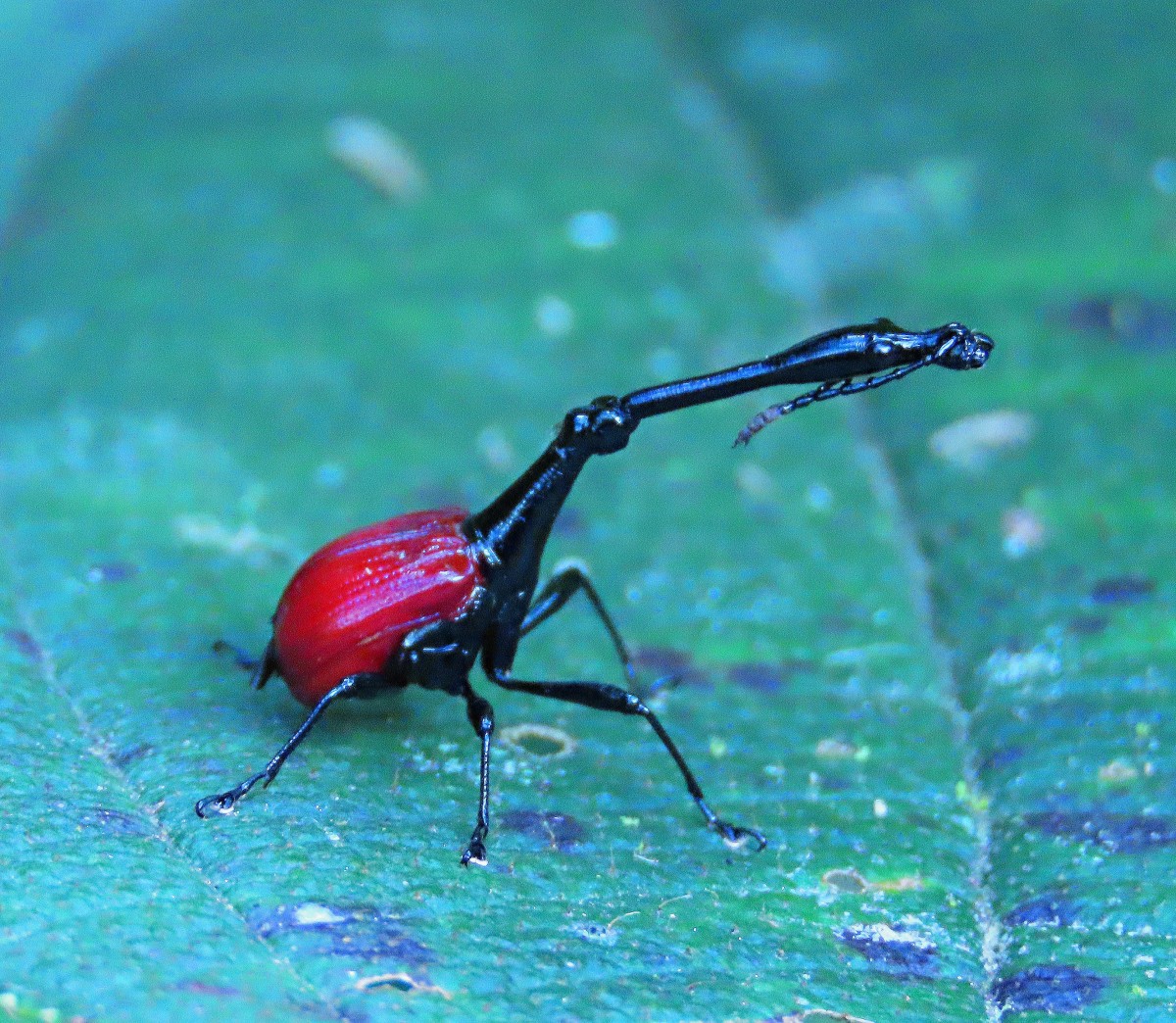 Zdjęcia: Park Narodowy Ranomofana, Żyrafka madagaskarska (Trachelophorus giraffa), MADAGASKAR Zdjęcia: Park Narodowy Ranomofana, Żyrafka madagaskarska (Trachelophorus giraffa), MADAGASKAR