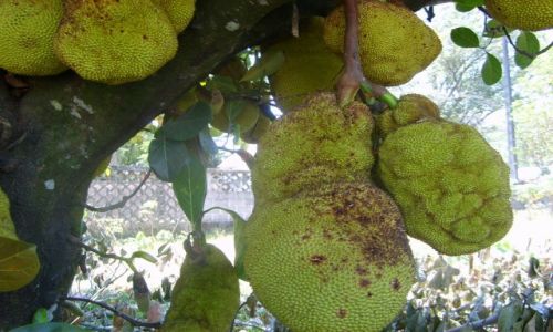 Zdjecie MADAGASKAR / Madagaskar / Tomasina / Drzewo chlebowe