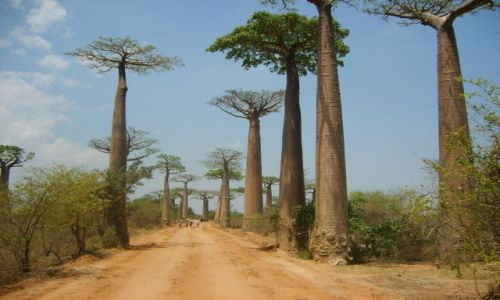 MADAGASKAR / Madagaskar / W pobliu miasta Morondawa / Aleja baobabw  KONKURS