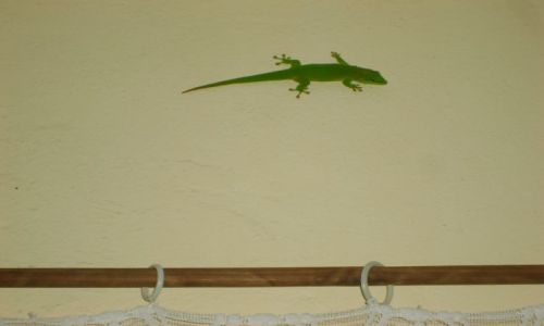 Zdjęcie MADAGASKAR / - / Tomasina / Madagaskar